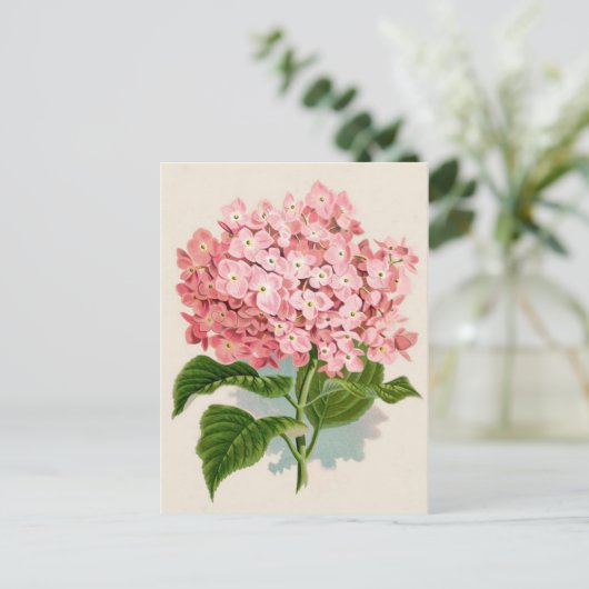 Carte Postale Impression botanique rose Hydrangea (Debout devant)