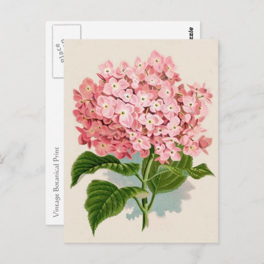 Carte Postale Impression botanique rose Hydrangea (Devant / Derrière)
