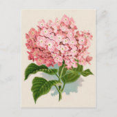 Carte Postale Impression botanique rose Hydrangea (Devant)