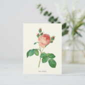 Carte Postale Impression botanique rose vintage (Debout devant)