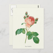 Carte Postale Impression botanique rose vintage (Devant / Derrière)