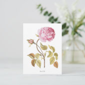 Carte Postale Impression botanique rose vintage (Debout devant)