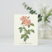 Carte Postale Impression botanique rose vintage (Debout devant)