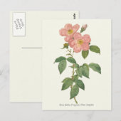 Carte Postale Impression botanique rose vintage (Devant / Derrière)
