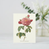 Carte Postale Impression botanique rose vintage (Debout devant)