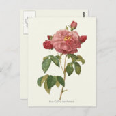 Carte Postale Impression botanique rose vintage (Devant / Derrière)