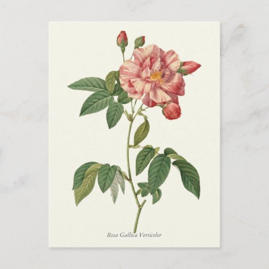 Carte Postale Impression botanique rose vintage (Devant)