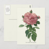 Carte Postale Impression botanique rose vintage (Devant / Derrière)