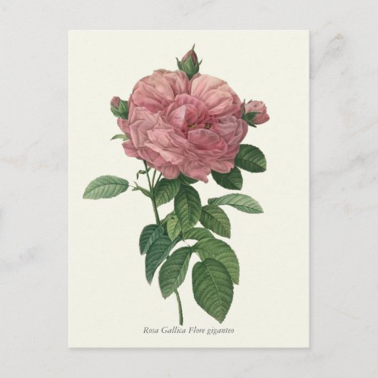 Carte Postale Impression botanique rose vintage (Devant)