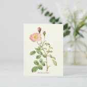 Carte Postale Impression botanique rose vintage (Debout devant)