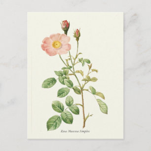 Carte Postale Impression botanique rose vintage