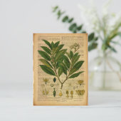 Carte Postale Impression botanique sur l'ancienne page du livre (Debout devant)