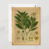 Carte Postale Impression botanique sur l'ancienne page du livre (Devant / Derrière)