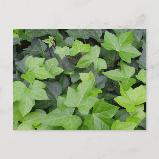 Carte Postale Impression botanique verte Ivy (Devant)