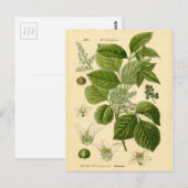 Carte Postale Impression botanique - Vin de poison (Toxicodendro (Devant / Derrière)