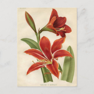 Carte Postale Impression botanique vintage - Amaryllis
