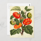 Carte Postale Impression botanique vintage de tomate (Devant / Derrière)