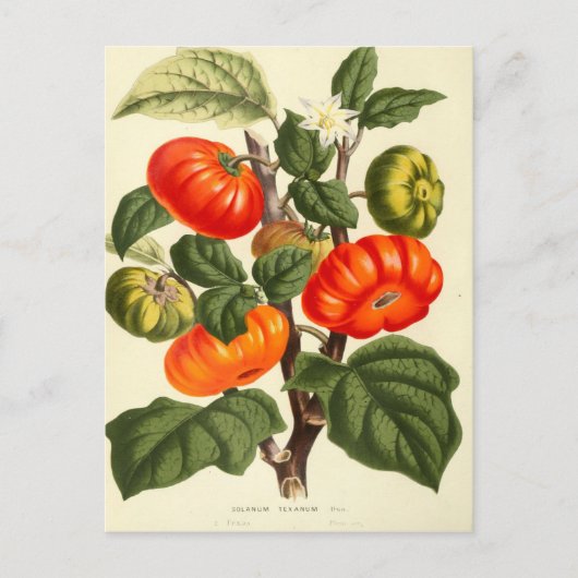 Carte Postale Impression botanique vintage de tomate (Devant)