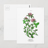 Carte Postale Impression botanique Vintage de trèfle (Devant / Derrière)