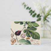 Carte Postale Impression botanique vintage Figes (Debout devant)