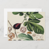 Carte Postale Impression botanique vintage Figes (Devant / Derrière)