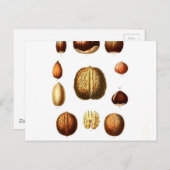 Carte Postale Impression botanique vintage Nuts (Devant / Derrière)