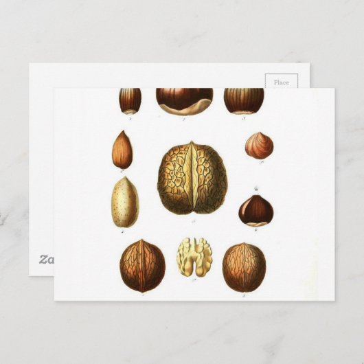 Carte Postale Impression botanique vintage Nuts (Devant / Derrière)
