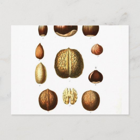 Carte Postale Impression botanique vintage Nuts (Devant)