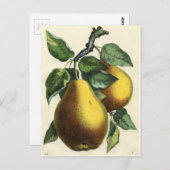 Carte Postale Impression botanique vintage - Poires (Devant / Derrière)