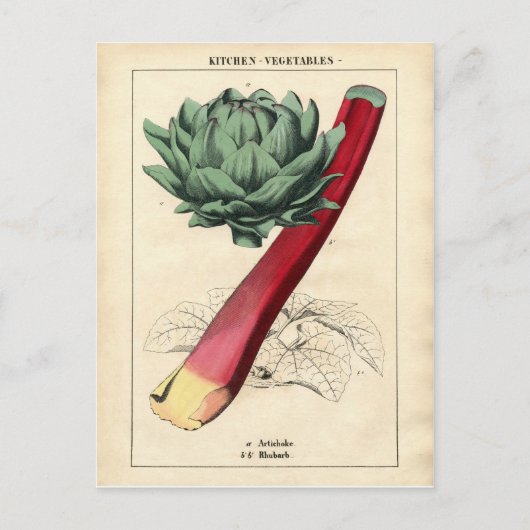 Carte Postale Impression botanique vintage Rhubarb (Devant)