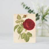 Carte Postale Impression botanique vintage - Rose rouge (Debout devant)