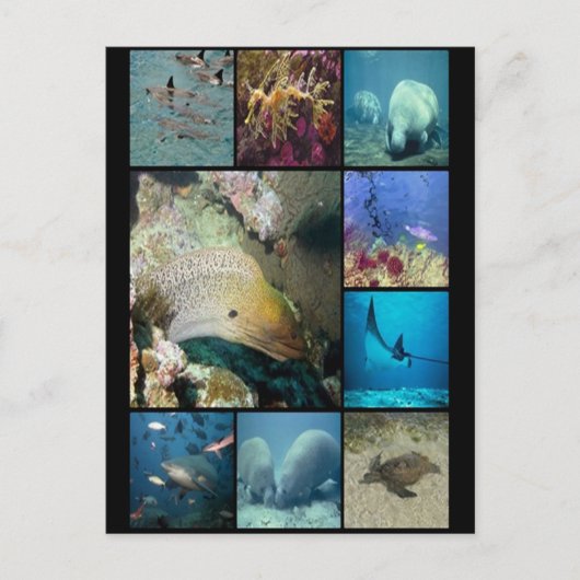 Carte Postale Impression collage des créatures marines (Devant)