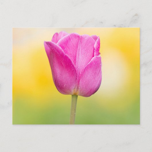 Carte Postale Impression d'art floral de tulipe rose (Devant)