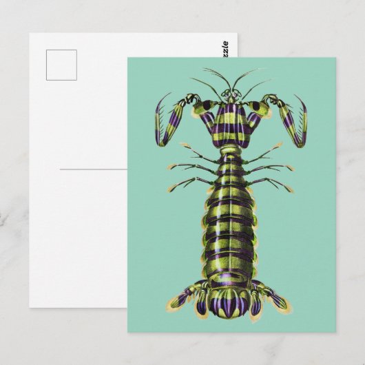 Carte Postale Impression d'art marine de la crevette-mante géant (Devant / Derrière)