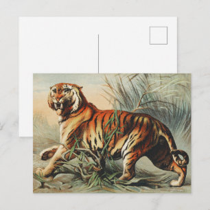 Carte Postale Impression d'art naturaliste vintage du tigre roya