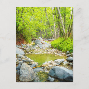 Carte Postale Impression d'art photo de paysage naturel de Fores