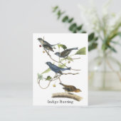 Carte Postale Impression de Bunting Indigo Audubon (Debout devant)
