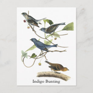 Carte Postale Impression de Bunting Indigo Audubon