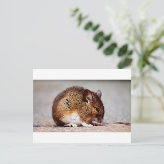 Carte Postale Impression de la souris (Debout devant)