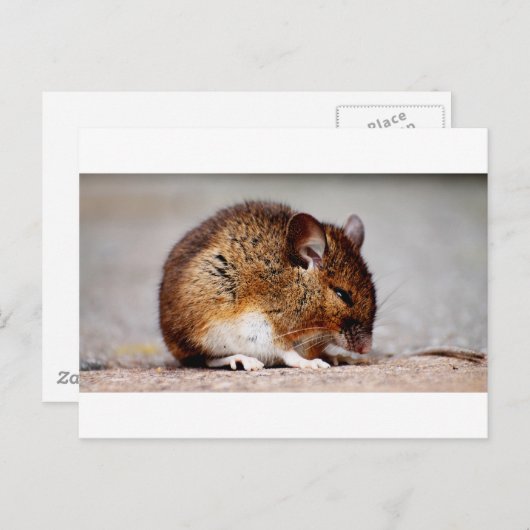 Carte Postale Impression de la souris (Devant / Derrière)