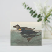 Carte Postale Impression de Macreuse noire d'Audubon : Canard cô (Debout devant)