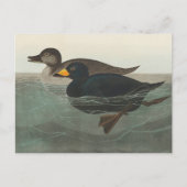 Carte Postale Impression de Macreuse noire d'Audubon : Canard cô (Devant)