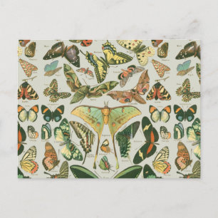 Carte Postale Impression de motif de papillon de nuit vintage