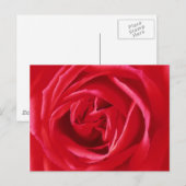 Carte Postale Impression de rose rouge (Devant / Derrière)