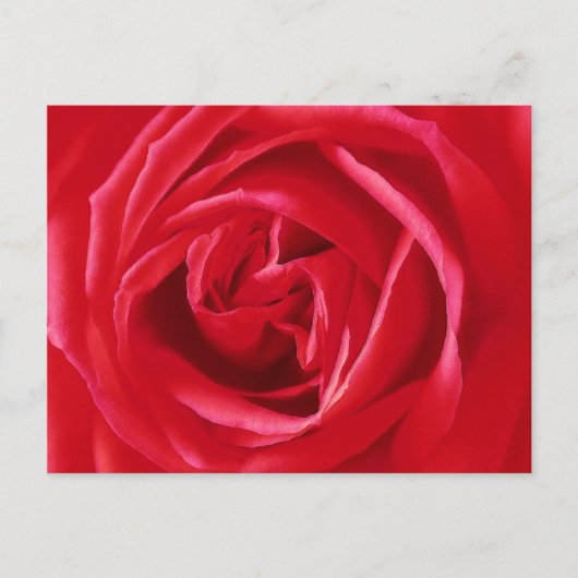 Carte Postale Impression de rose rouge (Devant)