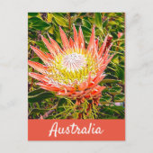 Carte Postale Impression de voyage de Protea (Devant)