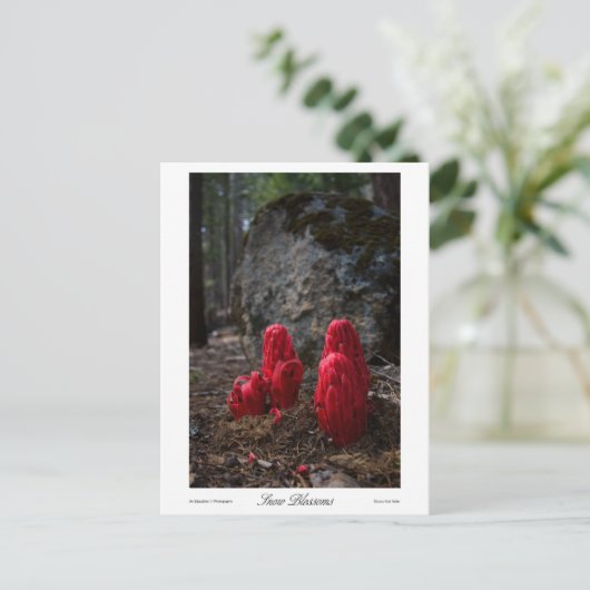 Carte Postale Impression des fleurs de neige (Debout devant)