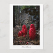 Carte Postale Impression des fleurs de neige (Devant)