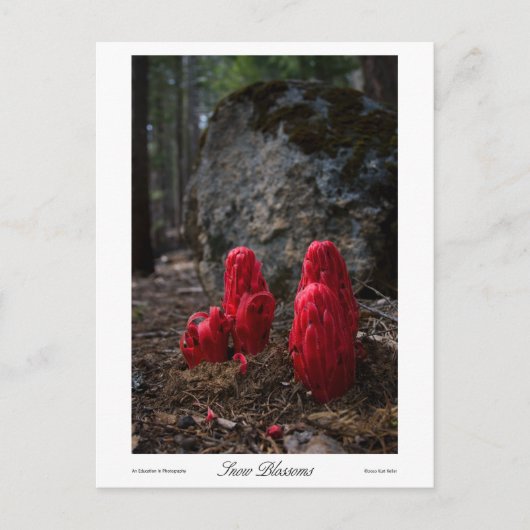 Carte Postale Impression des fleurs de neige (Devant)