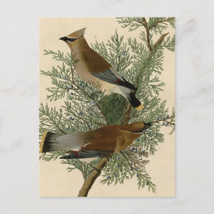 Carte Postale Impression d'oiseau de John James Audubon Jaseur d